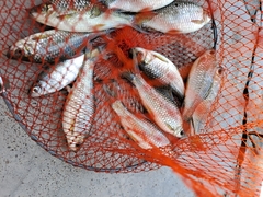 Osteochilus microcephalus