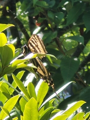 Papilio rutulus