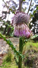 Cirsium subcoriaceum