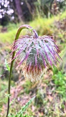 Cirsium subcoriaceum
