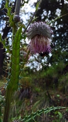 Cirsium subcoriaceum