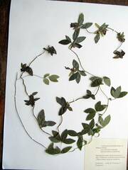 Codonopsis ussuriensis