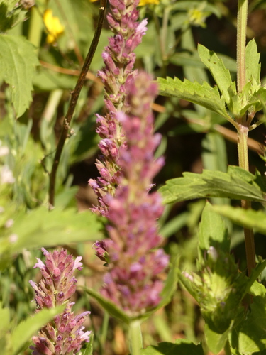 Image of Agastache pallidiflora by (c) bmasinton, some rights reserved (CC BY-SA)