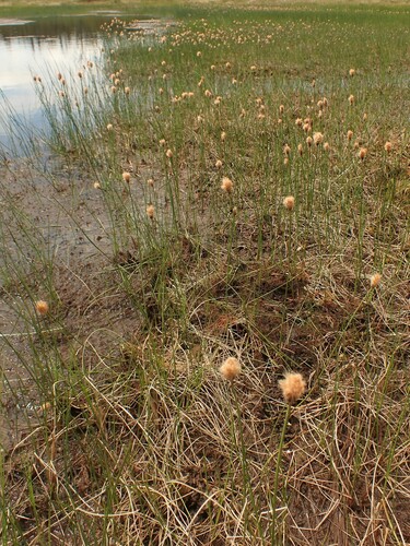 Image of Russet Cottongrass (Eriophorum chamissonis) by (c) Louis Imbeau, some rights reserved (CC BY)