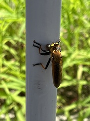 Cophinopoda