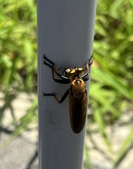 Cophinopoda