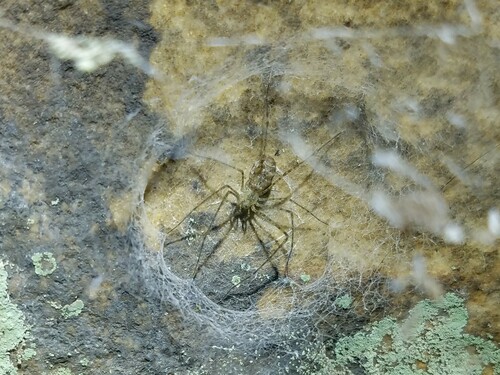 Thorell's Lampshade-web Spider photo 4