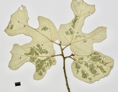 Pterospermum proteus