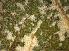 Pterospermum proteus