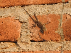 Sceloporus torquatus