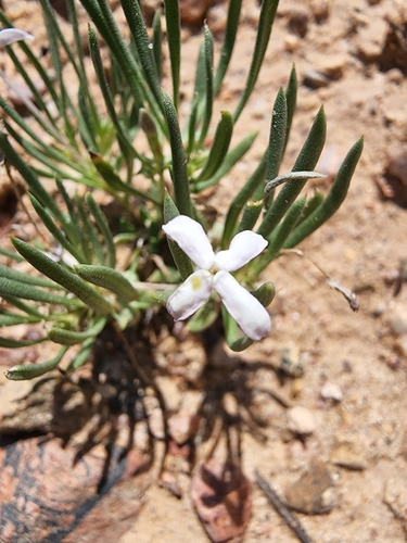Image of Houstonia rubra by (c) Trevor Harding, some rights reserved (CC BY)