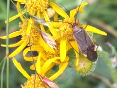 Adelphocoris rapidus