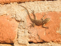 Sceloporus torquatus