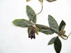 Codonopsis ussuriensis