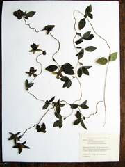 Codonopsis ussuriensis