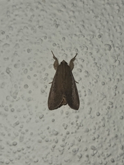 Litoprosopus futilis