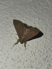 Litoprosopus futilis