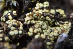 Arthrorhaphis alpina