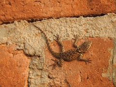 Sceloporus torquatus