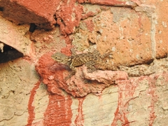 Sceloporus torquatus