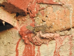 Sceloporus torquatus