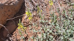 Scutellaria tomentosa