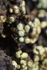 Arthrorhaphis alpina