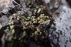 Arthrorhaphis alpina