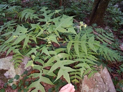 Polymnia laevigata