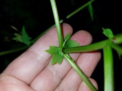 Polymnia laevigata