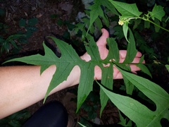 Polymnia laevigata