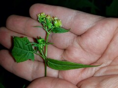 Polymnia laevigata