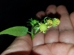 Polymnia laevigata