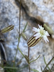 Silene sargentii