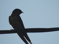 Hirundo rustica