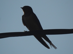 Hirundo rustica