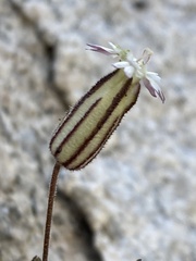 Silene sargentii