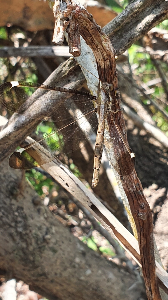Ascalobyas microcerus