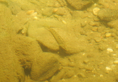 Etheostoma nigrum