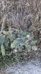 Lupinus densiflorus densiflorus