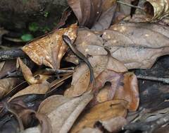 Scincella formosensis