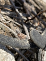 Mistharnophantia
