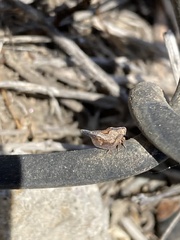 Mistharnophantia