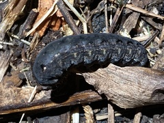 Spodoptera