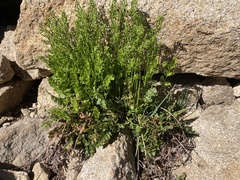 Cryptogramma acrostichoides