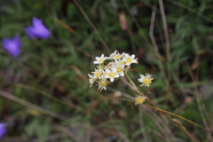 Saxifraga paniculata