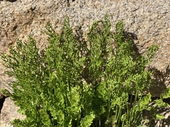 Cryptogramma acrostichoides