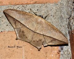 Prochoerodes tetragonata