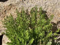 Cryptogramma acrostichoides