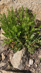 Cryptogramma acrostichoides